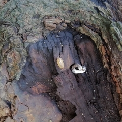 Philoscia