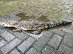 Crocodylidae
