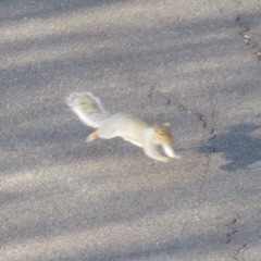 Sciurus carolinensis