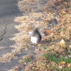 Sciurus carolinensis