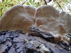 Polyporaceae