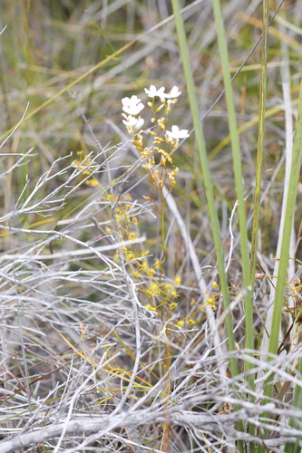 Drosera myriantha