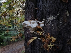 Polyporaceae