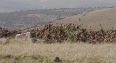 Aloe arborescens