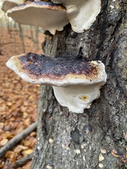 Fomitopsis pinicola