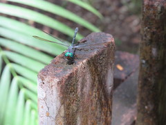Nothodiplax dendrophila