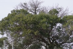 Acacia mearnsii