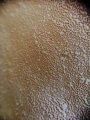 Polyporaceae