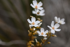 Drosera myriantha
