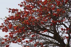 Erythrina caffra