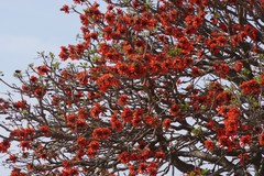Erythrina caffra