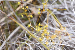 Drosera myriantha