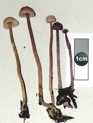 Laccaria masoniae