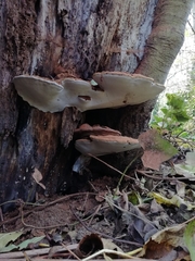 Ganoderma