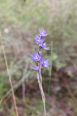 Thelymitra paludosa