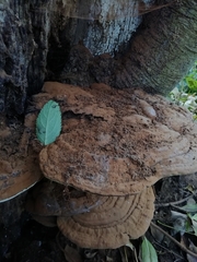 Ganoderma