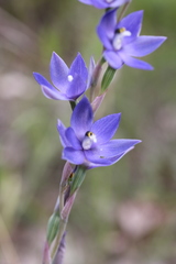 Thelymitra paludosa