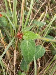 Acalypha villicaulis