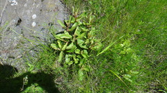 Hylotelephium maximum maximum