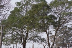 Acacia mearnsii