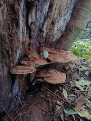 Ganoderma
