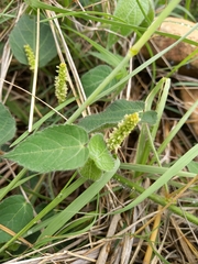 Acalypha villicaulis