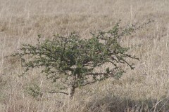 Vachellia karroo