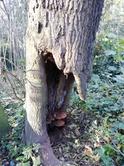 Ganoderma
