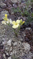 Erysimum flavum altaicum