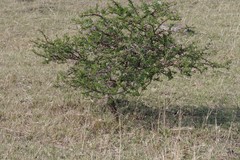 Vachellia karroo