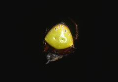 Araneus viridiventris