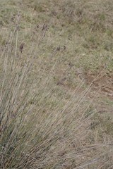 Juncus kraussii