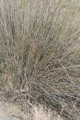Juncus kraussii
