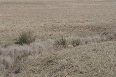 Juncus kraussii