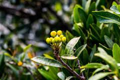 Acridocarpus natalitius