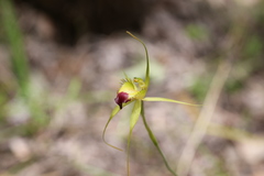Caladenia infundibularis