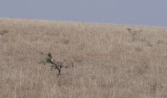 Vachellia karroo