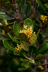 Brachylaena glabra
