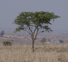 Vachellia karroo