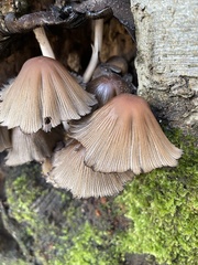 Coprinellus