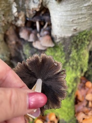 Coprinellus