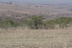 Vachellia karroo