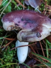 Russula caerulea
