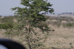 Vachellia karroo