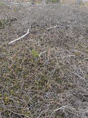 Muehlenbeckia ephedroides