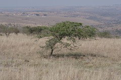 Vachellia karroo