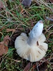 Russula caerulea