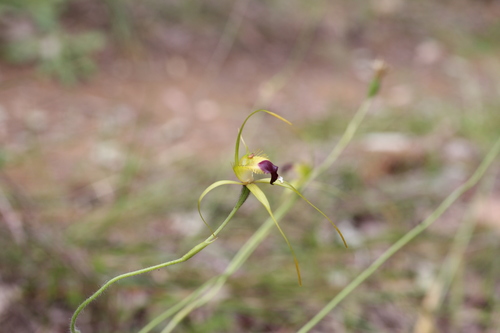 Image of Caladenia infundibularis by (c) Hugo Innes, some rights reserved (CC BY)
