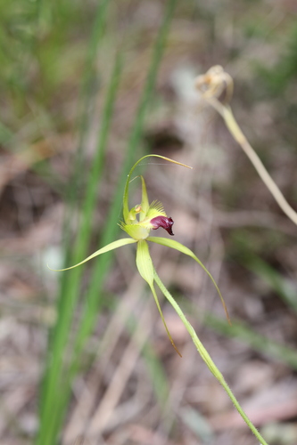 Image of Caladenia infundibularis by (c) Hugo Innes, some rights reserved (CC BY)