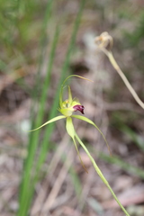Caladenia infundibularis